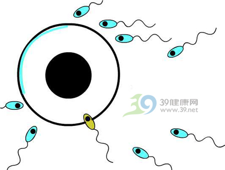 胡扯!精液多就是性功强